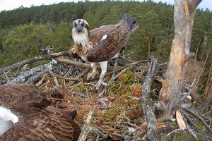 Nidek i Strzała wróciły z Afryki. Rybołowy z Mazur można oglądać na żywo