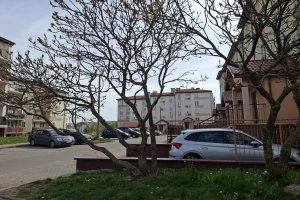 Zieleń pod oknami stała się problemem. Spór mieszkańców z OTBS-em