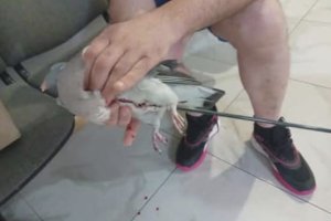Barczewo: ktoś strzela z łuku do ptaków. Policja szuka sprawcy