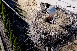 Krutek znów zaskakuje. Pięć jaj w gnieździe bocianiej pary