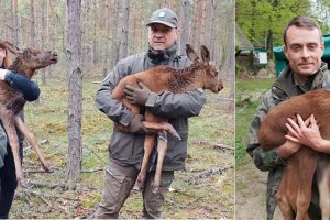 Leśnicy uratowali młode łosie, których matka zginęła pod kołami samochodu