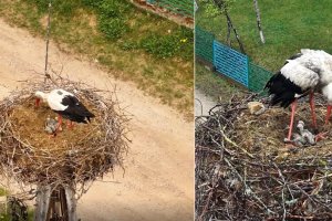 Bocian Krutek stracił jedno pisklę. Eksperci uspokajają: to naturalne zjawisko