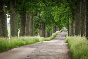 Ochrona alej na Warmii i Mazurach. Resort wskazuje na korzyści klimatyczne i obronne