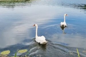 Po wypadkach trafiły do ośrodka. Teraz łabędzie znów są na wolności