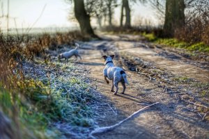 Jak pomóc zwierzętom w czasie zimy?