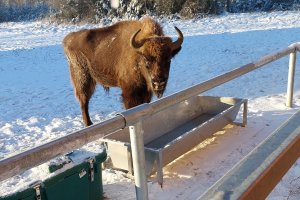 W regionie powstanie zagroda żubrów. 