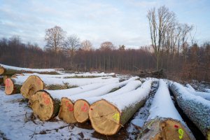 Ograniczenie wycinki w lasach. Na liście są cenne przyrodniczo obszary na Mazurach
