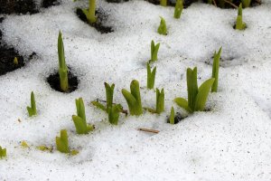 Zima bez śniegu to zagrożenie dla przyrody. Eksperci ostrzegają stratami