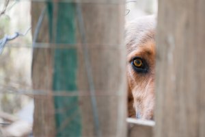 Zbierają podpisy, bo chcą poprawić los zwierząt. Czasu jest coraz mniej