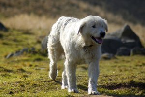 Psy pomogą hodowcom strzec owce przed wilkami. Pierwsze owczarki podhalańskie trafiły na Warmię i Mazury