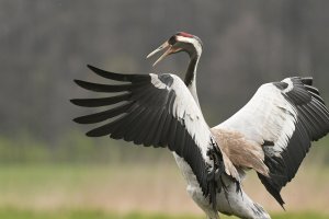Na Warmię i Mazury przyleciały żurawie