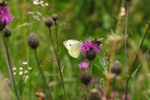 W regionie powstaje pierwsza motylarnia