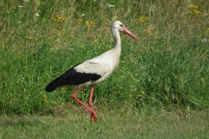 Dzięki nadajnikom ornitolodzy zbadają zwyczaje bocianów