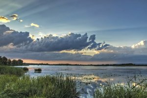 Zarybią rzekę Wąską i jezioro Druzno