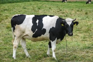 Agencja pomoże producentom mleka. Rolnicy mogą liczyć na dopłaty do zakupu krów
