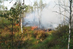 Zagrożenie pożarowe w lasach regionu. Wilgotność ściółki spadła poniżej 10 procent