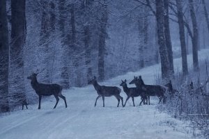 Jak pomagać dzikim zwierzętom zimą? Leśnicy wyjaśniają