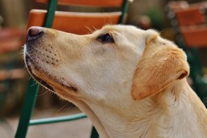  Dogoterapia sposobem na trudną młodzież