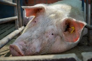 Pierwsze w tym roku ognisko ASF w gospodarstwie hodowlanym. Prawie tysiąc świń zostanie wybitych