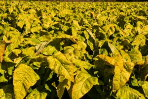 Najwięcej producentów tytoniu na Warmii i Mazurach jest w powiatach ełckim i nowomiejskim
