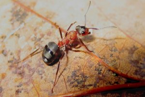 Mrówki zimujące w naszych domach. Których należy się pozbyć?