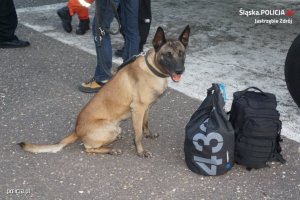 Olsztyńska policjantka i pies Nero pomagali w 