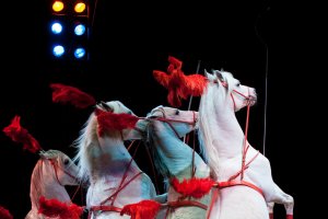 Czy Olsztyn sprzeciwi się występom zwierząt w cyrkach?