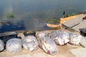 Pół tony ryb padło w jeziorze Druzno i w rzece Elbląg