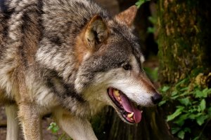 Gmina Dywity organizuje otwarte spotkanie dotyczące wilków