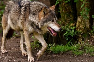 Wilki zaatakowały stado owiec w Bukwałdzie pod Olsztynem