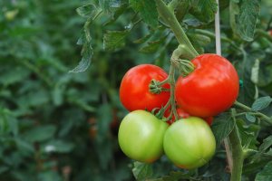Balkonowa hodowla owoców i warzyw sposobem na wysokie ceny