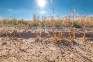 Susza rolnicza na Warmii i Mazurach. Niedobory wody występują w kilku województwach