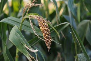 Rolnicy mogą starać się o rekompensaty za straty w uprawach