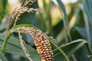 Problemy z suszą, uprawami, zbiorem zbóż. Rolnicy podsumowują sezon