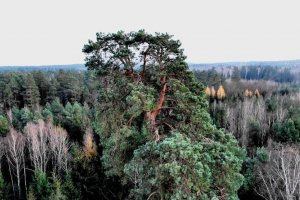 Ma ponad 300 lat i 40 metrów wysokości. Gruba Kaśka walczy o tytuł Drzewa Roku