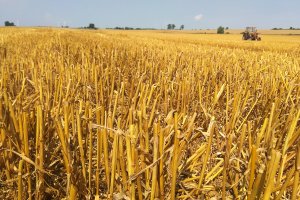 Minister rolnictwa: dziś rząd podejmie uchwałę ws. przedłużenia embarga na ukraińskie zboże