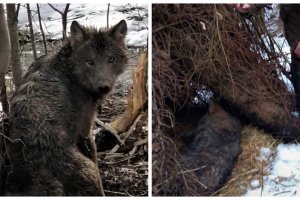 Leśnicy uratowali wilka uwięzionego we wnykach. Teraz szukają kłusownika