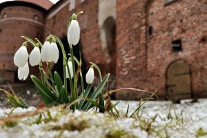 W Parku Krajobrazowym Wysoczyzny Elbląskiej zaobserwowano pierwsze oznaki wiosny