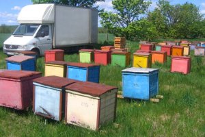 Piotr Tkaczuk: pszczelarze nie są w stanie wyprodukować tyle miodu ile zjadają Polacy