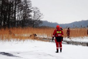 Ratownicy MOPR i strażacy ratowali łosie, pod którymi załamał się lód