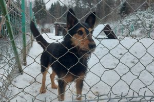 Czy adopcja psów na czas mrozów ma sens?