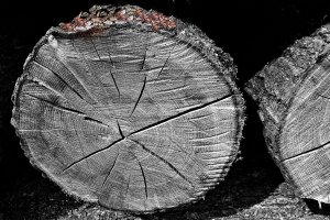 Z okolic jeziora Orłowo wycięto 1500 drzew. Jest akt oskarżenia