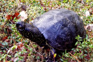 Niezwykłości przyrodnicze: rezerwaty żółwia błotnego i sosny taborskiej [ZDJĘCIA]