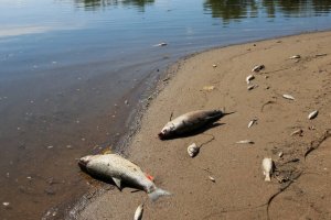 Śnięte ryby w rezerwacie Kwiecewo. 