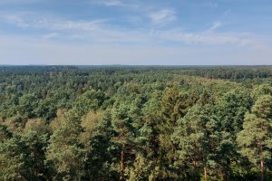 Czy polskie lasy są zagrożone? 