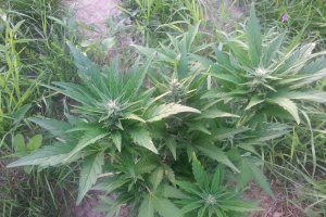 Policjanci zlikwidowali plantację marihuany w okolicach Prostek