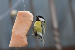 Jak dokarmiać ptaki? Ornitolog radzi