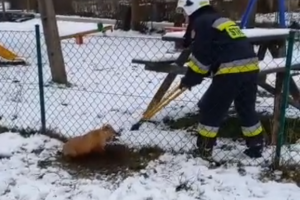 Nietypowa akcja w Dywitach. Strażacy pomogli lisowi