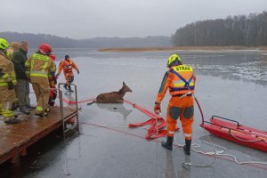 Strażacy uratowali jelenia. Załamał się pod nim lód