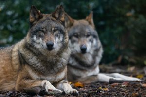 Domagają się zmiany przepisów. Piszą do resortu rolnictwa w sprawie ataków wilków
